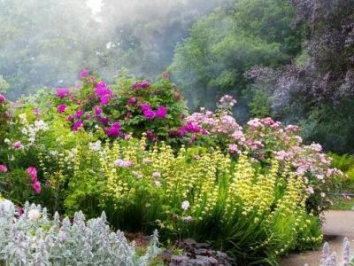 krzaki i kwiaty w ogrodzie